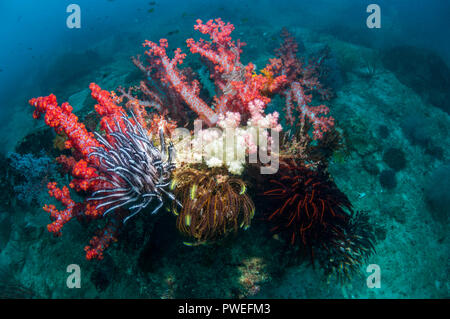 Weichkorallen [Dendronephthya sp.] auf Korallenriff. West Papua, Indonesien. Stockfoto