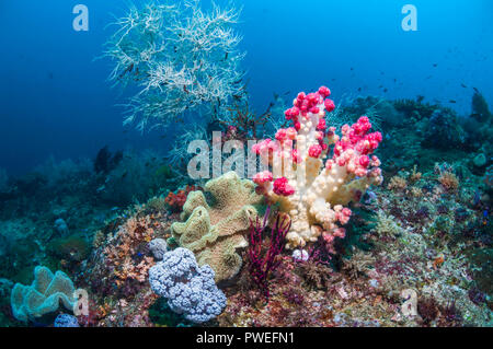 Weichkorallen [Dendronephthya sp.] auf Korallenriff. West Papua, Indonesien. Stockfoto