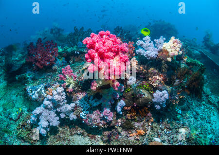 Weichkorallen [Dendronephthya sp.] auf Korallenriff. West Papua, Indonesien. Stockfoto