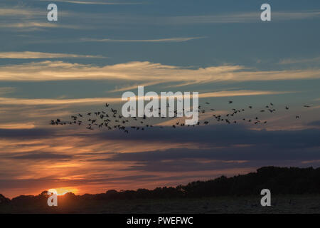 Graugänse (Anser anser). Knäuel, Vögel in Silhouette gegen die untergehende Sonne beleuchteten Wolken Hintergrund, herbstliche Abendlicht. Ingham, Norfolk. Oktober. Stockfoto