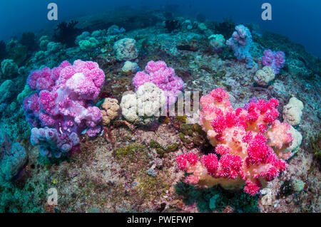 Weichkorallen [Dendronephthya sp.] auf Korallenriff. West Papua, Indonesien. Stockfoto