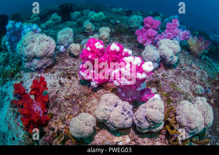 Weichkorallen [Dendronephthya sp.] auf Korallenriff. West Papua, Indonesien. Stockfoto