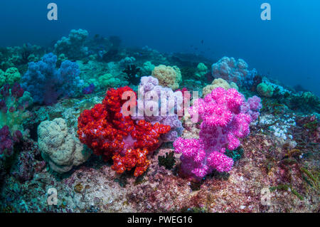 Weichkorallen [Dendronephthya sp.] auf Korallenriff. West Papua, Indonesien. Stockfoto