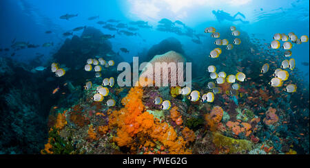 Coral Reef Landschaft mit Panda Falterfische und Scuba Diver. Stockfoto