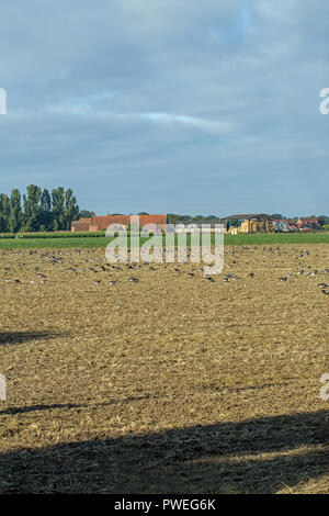 ​Graylag Gänse (Anser anser), die im Flug, mit Kanadagänse (Branta canadensis), die noch auf dem Boden. Alle wurden die Nahrungssuche auf verschüttete Körner geerntet. Kommensalen lebende Vögel von Einheimischen und eingebürgerten, eingeführten Arten. ​ Stockfoto