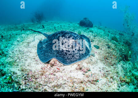 Runde oder gestromt Fantail ribbontail Ray [Taeniura meyeni]. West Papua, Indonesien. Stockfoto