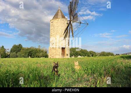 Zwei Katzen sitzen in einem Feld vor einer alten Windmühle, Mallorca Montuiri Stockfoto