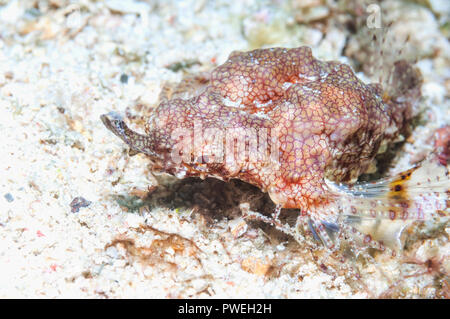 Seamoth, wenig dragonfish, Kurze dragonfish oder Drachen meer Motte [Eurypegasus Draconis]. Puerto Galera, Philippinen. Stockfoto
