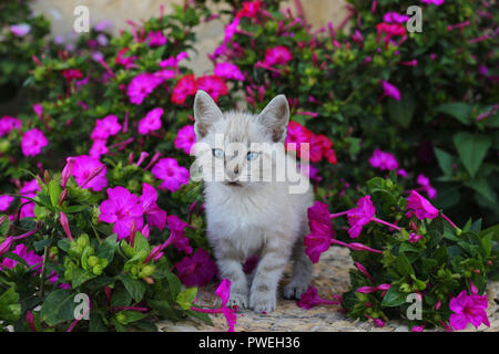 Kätzchen, Seal Tabby Point, saß zwischen Blumen Stockfoto