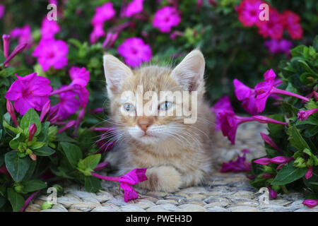 Kätzchen, 7 Wochen alt, Ingwer und liegt zwischen Blumen Stockfoto