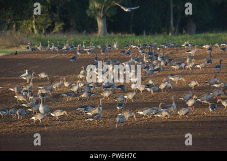 Graugänse (Anser anser). Abschnitt zu einem Wohngebiet Herde ie keine Zugvögel, basierend auf hickling Broad, Norfolk. Ingham, Norfolk. Hier Fütterung auf ein landwirtschaftlicher Bereich, vor kurzem Korn gesät, die mit großen Rechnungen für die verwurzelung durch den Boden. Herbst. Oktober. ​ Stockfoto