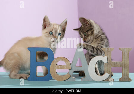 Zwei Kätzchen, Seal Point tabby und Black tabby, 8 Wochen alt, spielen mit Lettters Stockfoto
