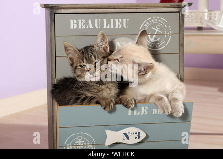 Zwei Kätzchen, Seal Tabby Point und Black tabby, kuscheln Stockfoto