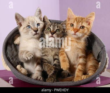 Drei verspielte Kätzchen, 9 Wochen alt, Seal Tabby Point, schwarz gestromt, rot gestromt, sitzen in einem Korb Stockfoto