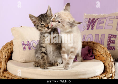 Zwei Kätzchen, 2 Monat alt, schwarz gestromt und Seal Tabby Point, kuscheln Stockfoto