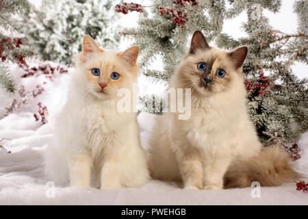 Zwei junge Birman Katzen sitzen im Schnee Stockfoto