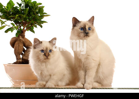 Zwei Birman Katzen neben einem Bonsai sitzen Stockfoto