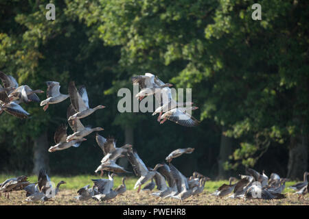 Graugänse (Anser anser). Herde, oder Schar, wobei off​ Flug, von einem Müsli Feld. Resident Herde. Ingham, Norfolk. Stockfoto