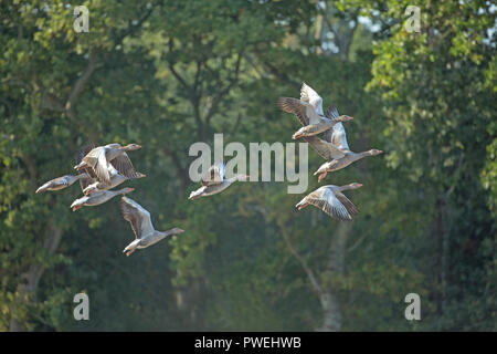 Graugänse (Anser anser). Neun Vögel zusammen, eine Schar', frei nehmen. Woodland Hintergrund. Norfolk. Stockfoto