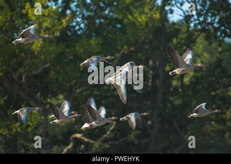 Graugänse (Anser anser). Horizontalflug, vor dem Hintergrund von Wald, in einem Feld von vor kurzem geernteten Getreide links. Herbst. September, Oktober. ​Calthorpe, Hickling, Norfolk. Das VEREINIGTE KÖNIGREICH. Stockfoto