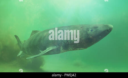 Grönland Hai in der Nähe des Ozeans, Somniosus Microcephalus - Haifisch mit der längsten bekannten Lebensdauer aller Wirbeltierarten Stockfoto