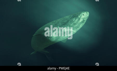 Grönland Hai schwimmen, Somniosus Microcephalus schwimmt in die künstliche ligh Stockfoto