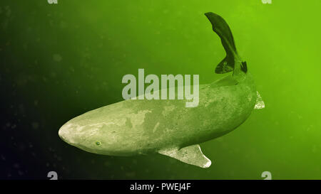 Grönland Hai schwimmen, Somniosus Microcephalus, Shark mit der längsten bekannten Lebensdauer aller Wirbeltierarten Stockfoto