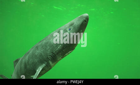 Greenland Shark, Deep Sea ocean Kreatur Somniosus Microcephalus Stockfoto