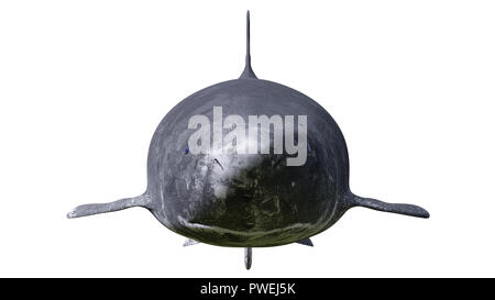 Grönland shark auf weißem Hintergrund, Somniosus Microcephalus Vorderansicht Stockfoto