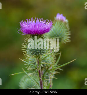 Blühende Mariendistel Blume. Mariendistel ist ilybum Marianum". Auch als Marian's Thistle, St. Mary's Thistle, Heilige Distel, und Blessed Thistle bekannt Stockfoto