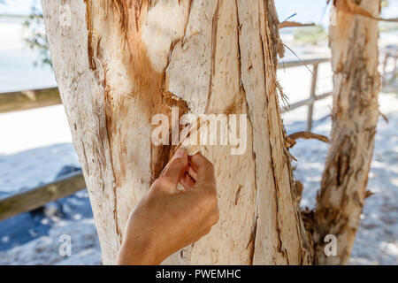 Woman's Hand peeling Rinde von Melaleuca quinquenervia oder Papier Rinde t-Baum. Sunshine Coast, Queensland, Australien Stockfoto