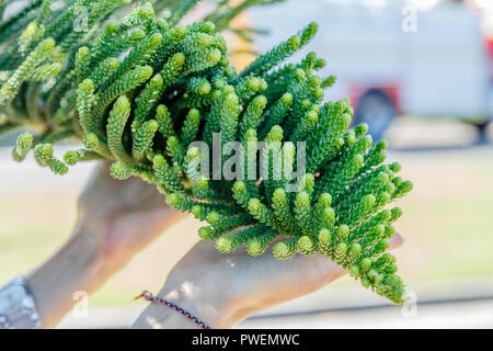 Araucaria araucana oder Norfolk Island pine Laub in der Frau Hände, Queensland, Australien Stockfoto