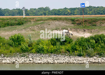 Informationen unterzeichnen, Kilometerstand von über der Donau, 1547 river Kilometer den Fluss Mund verlassen, Donau Navigation, Donau, Fluss Landschaft in der Nähe von Harta, Ungarn, Südungarn, Pannonische Tiefebene, Südliche Tiefebene, Bacs-Kiskun County Stockfoto