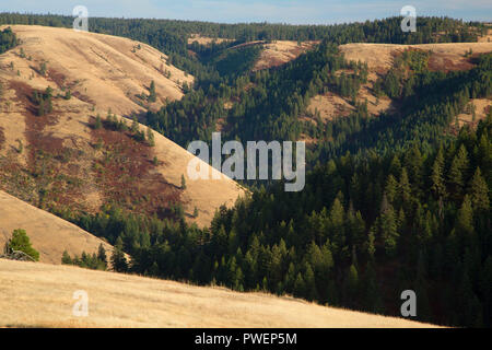 Isqúulktpe Creek übersehen, Blue Mountain Forest State Scenic Korridor, Oregon Stockfoto