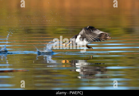 Der Barrow goldeneye, die auf Hosmer See, Deschutes National Forest, Cascade Lakes National Scenic Byway, Oregon Stockfoto