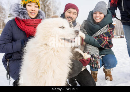 Portrait von drei glückliche junge Leute genießen Sie spielen mit wunderschönen während Samoyed Hund im Freien im Winter, auf Hund konzentrieren Stockfoto