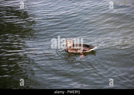 Weibliche Ente mit Nachwuchs schwimmen im Fluss Stockfoto