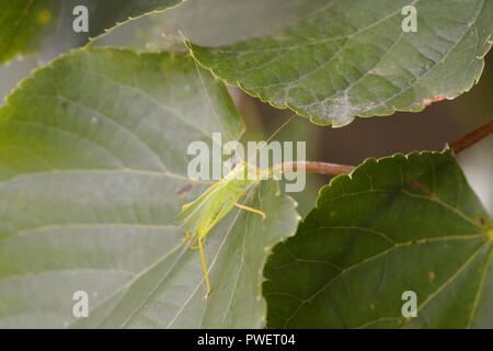 Meconema thalassinum, Eiche Bush Cricket unter kleinen Leaved Lime, Tilia cordata Blätter, Wales, UK. Stockfoto