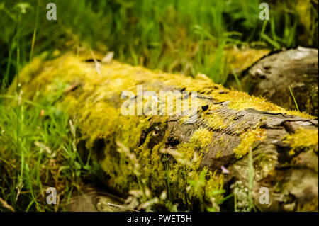 Ein toter Ast liegt im Gras, Moos und Flechten bedeckt Stockfoto