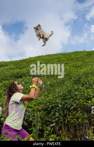 Hund fängt einen Ball in der Luft Stockfoto