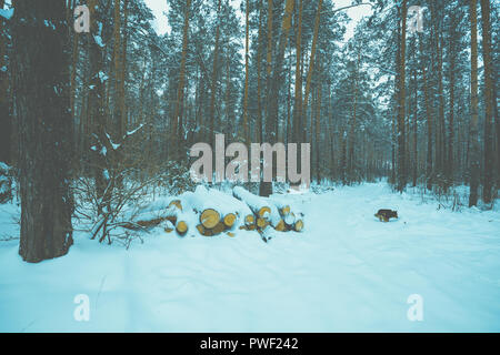 Schneereiche Winter Pinienwald. Die Logs mit Schnee liegen im Wald bedeckt Stockfoto