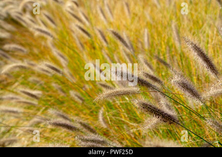 Dekorative Gartenpflanze grün pennisetum Nahaufnahme im sonnigen Tag Stockfoto