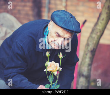 Alter Mann pflegt die Rosen im Garten Stockfoto