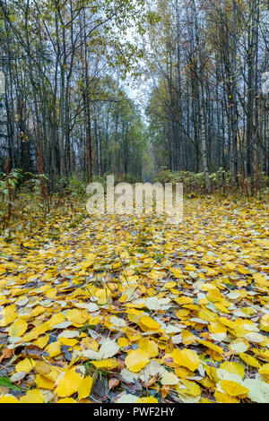 Wald Weg fallen in Gelb Aspen Baum Blätter. Stockfoto