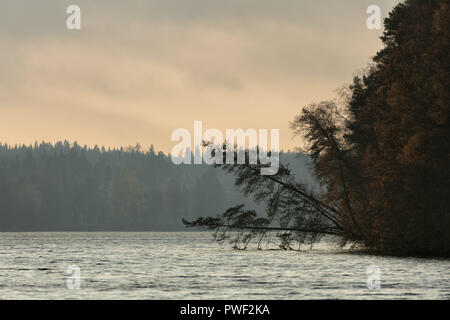 Bäume Hängen über Wasser mit Wald und einem bewölkten Himmel. Stockfoto