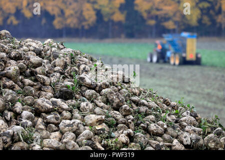 Ein Haufen von Zuckerrüben im Oktober und auf dem Hintergrund, defokussierten Traktor und rübenerntemaschine Arbeiten auf dem Feld. Selektive konzentrieren. Stockfoto