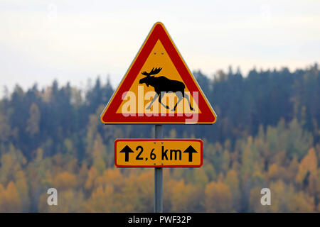 Elche Warnung Verkehrsschild in Finnland mit bunten Herbstlaub auf dem Hintergrund. Stockfoto