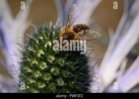 Makroaufnahme einer Biene bestäubt eine eryngium (eryngium amethystinium) Blüte Stockfoto