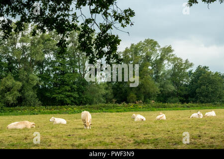 Weiße Kühe grasen und liegen auf den Feldern in der Nähe von Groningen, Niederlande Stockfoto