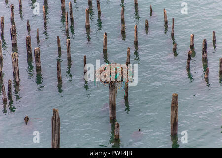 Eine Osprey Nest auf alten Barnacle abgedeckt Pfähle in Portland, Maine Hafen Stockfoto